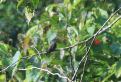 Lampornis amethystinus