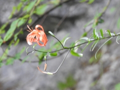 Lilium pumilum