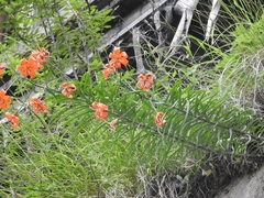 Lilium pumilum
