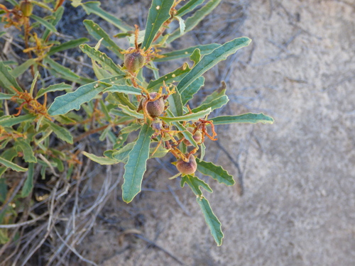 Variety Adriana tomentosa hookeri · iNaturalist United Kingdom