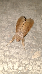Litoprosopus futilis