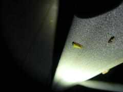 Ophiderma evelyna
