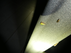 Ophiderma evelyna