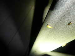 Ophiderma evelyna