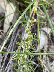Cyanothamnus rigens