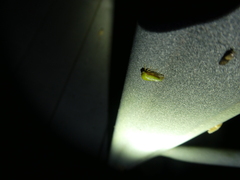 Ophiderma evelyna
