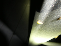 Ophiderma evelyna