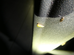 Ophiderma evelyna