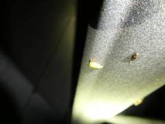 Ophiderma evelyna