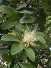 Pachira glabra