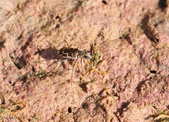 Ellipsoptera sperata inquisitor