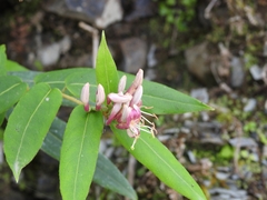 Lonicera acuminata