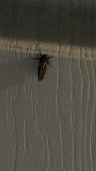 Agrotis exclamationis