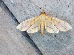 Anarmodia