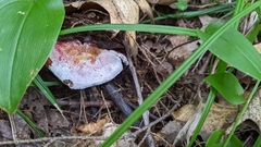 Hypomyces luteovirens