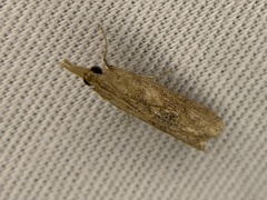 Macrorrhinia endonephele