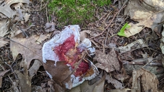 Hypomyces luteovirens