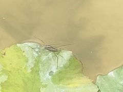 Aquarius adelaidis