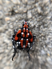 Lycorma delicatula