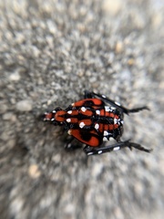 Lycorma delicatula