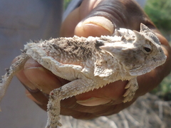 Phrynosoma taurus