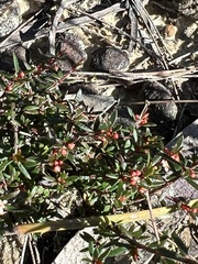 Micrantheum ericoides