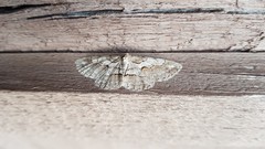 Iridopsis vellivolata
