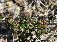 Micrantheum ericoides