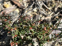 Micrantheum ericoides