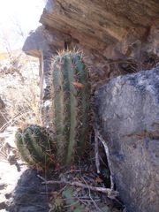 Trichocereus candicans