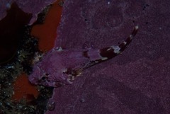 Chorisochismus dentex