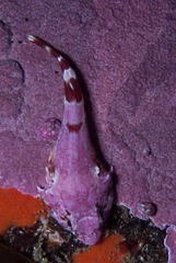 Chorisochismus dentex