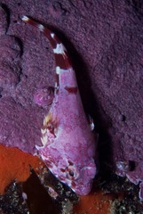 Chorisochismus dentex