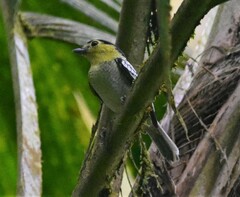 Pachyramphus versicolor