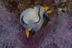 Polycera capensis