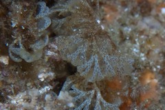Menipea crispa