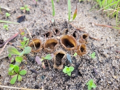 Peziza austrogeaster