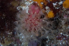 Alcyonium variabile