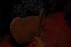Clathria dayi