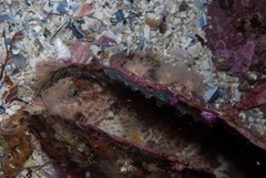 Parablennius cornutus