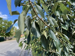 Populus longifolia