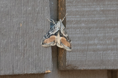 Evergestis subterminalis