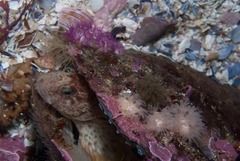 Parablennius cornutus