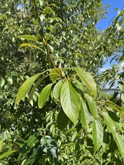 Populus longifolia