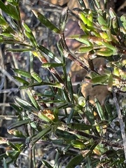 Cyanothamnus rigens
