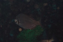 Boopsoidea inornata