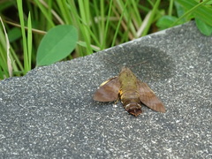 Macroglossum divergens