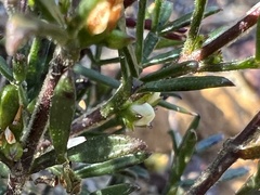 Cyanothamnus rigens