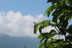 Protographium epidaus
