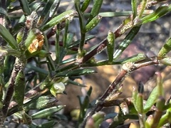 Cyanothamnus rigens